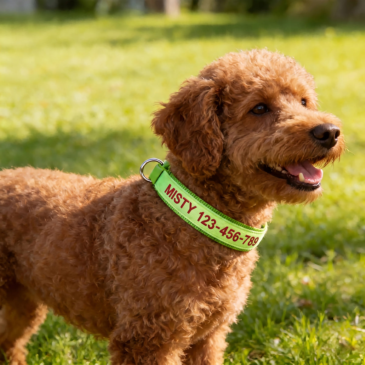 Personalized Glow in the Dark Dog Collar – Custom Embroidered Name & Phone Number, Luminous Night Safety Collar for Small Medium & Large Dogs, Anti-Lost Design in XS/S/M/L, 5 Colors Available