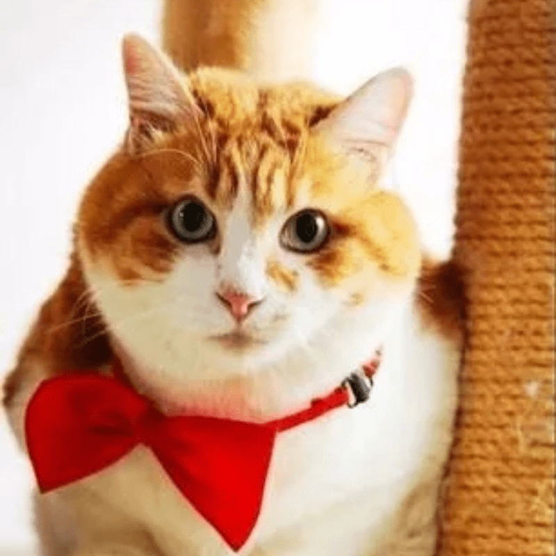 Pet Bow Tie Collar Adjustable for Dogs & Cats - Chic Durable Polyester Bow Tie, Fits Neck Size 9.8"-15.7", Stylish Costume Accessory for Small Medium Large Pets, Perfect for Parties Photos & Holidays
