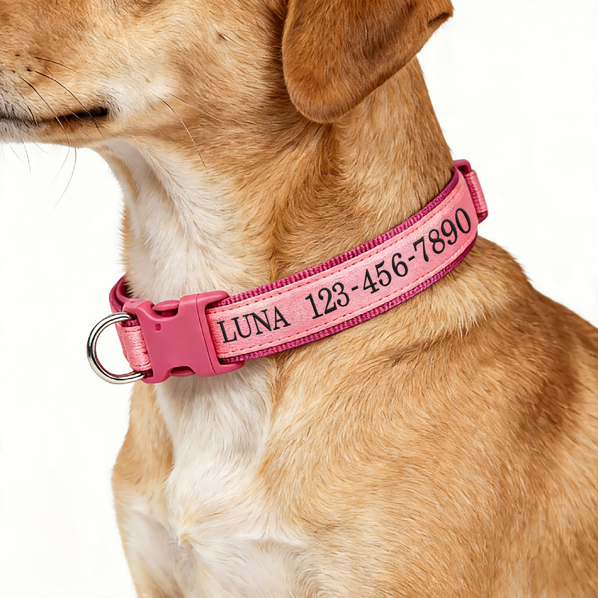 Personalized Glow in the Dark Dog Collar – Custom Embroidered Name & Phone Number, Luminous Night Safety Collar for Small Medium & Large Dogs, Anti-Lost Design in XS/S/M/L, 5 Colors Available