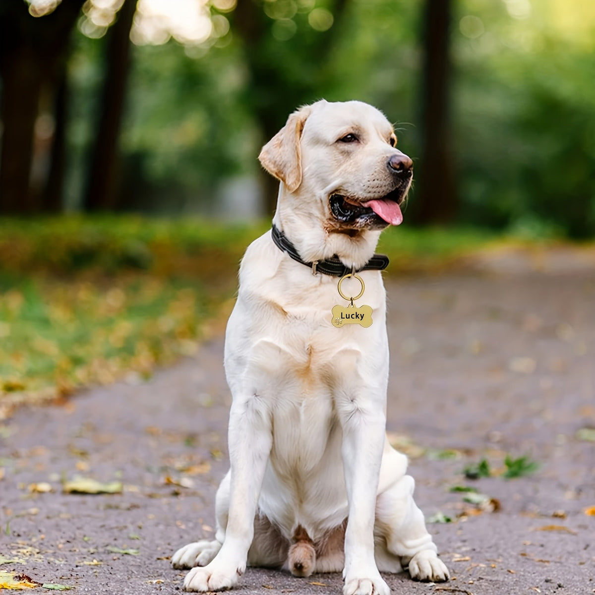 Custom Engraved Stainless Steel Dog Tag Pendant with Pet Name Phone Number and ID Anti-Loss Dog ID Tag Available in Multiple Colors – Durable Personalized Pet Identification Tag for Dogs and Cats